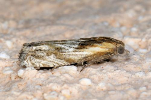 Eucosma sp.